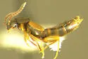 Nehemitropia lividipennis - photo 2