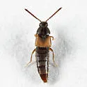 Nehemitropia lividipennis - photo 3