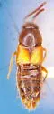 Nehemitropia lividipennis - photo 4