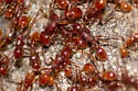 Neivamyrmex harrisii - photo 5