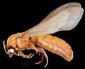 Neivamyrmex mandibularis