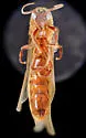 Neivamyrmex mandibularis - photo 3