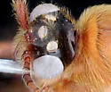 Neivamyrmex mandibularis - photo 4