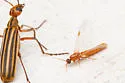 Neivamyrmex melshaemeri - photo 2