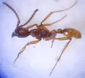 Neivamyrmex nigrescens - photo 2