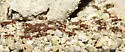 Neivamyrmex nigrescens - photo 3