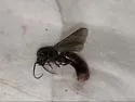 Neivamyrmex nigrescens - photo 4