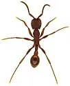 Neivamyrmex nigrescens - photo 5