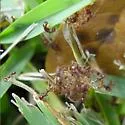 Neivamyrmex opacithorax