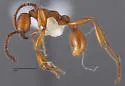 Neivamyrmex opacithorax - photo 3