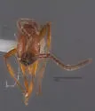 Neivamyrmex opacithorax - photo 4