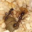 Neivamyrmex pilosus