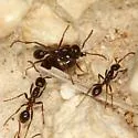 Neivamyrmex pilosus - photo 2