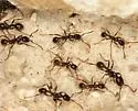 Neivamyrmex pilosus - photo 3