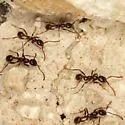 Neivamyrmex pilosus - photo 4