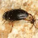 Neivamyrmex pilosus - photo 5