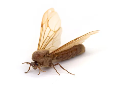 Neivamyrmex swainsonii