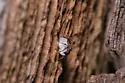 Neivamyrmex texanus - photo 4