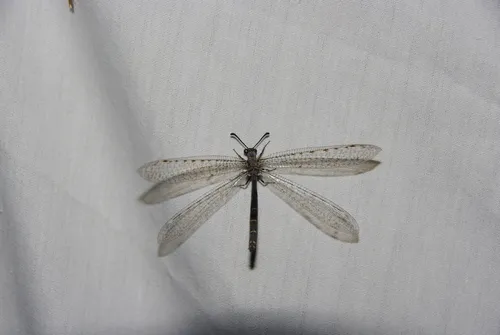 Neleon exitialis