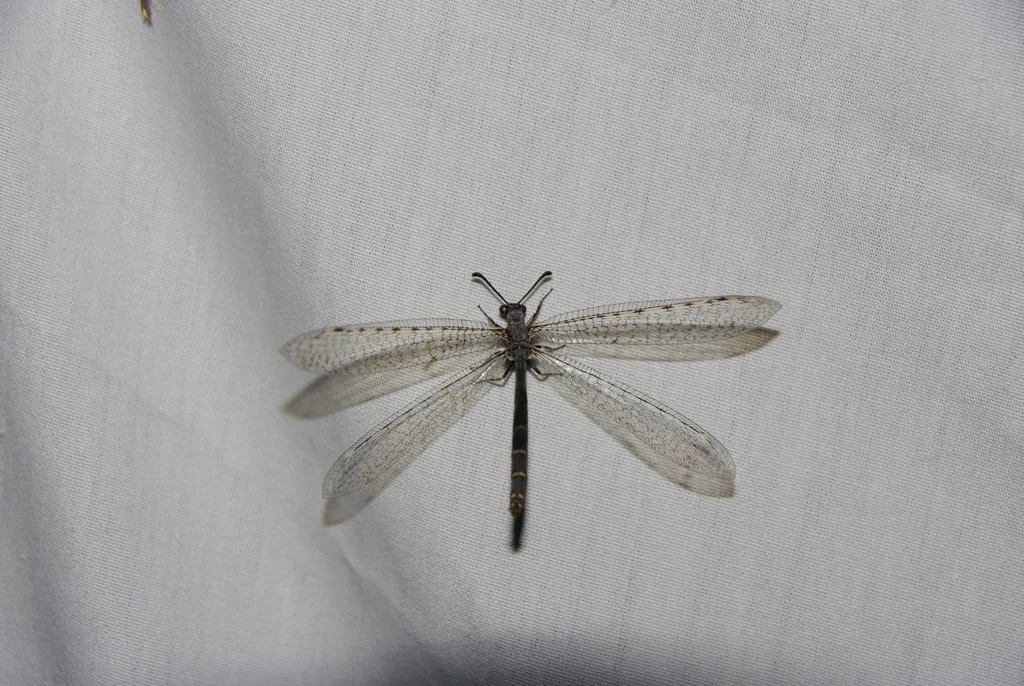 Neleon exitialis - photo 2