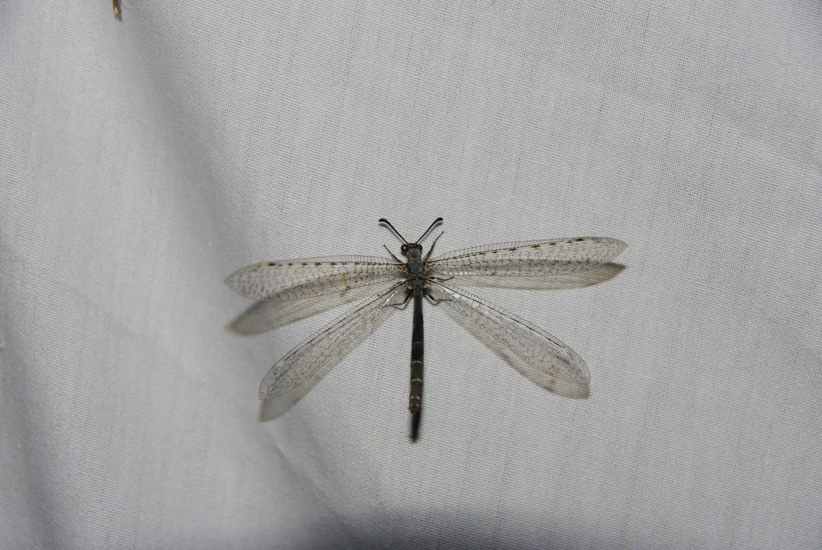 Neleon exitialis - photo 3