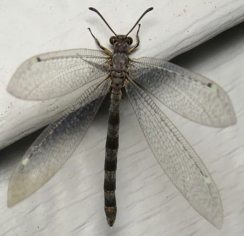 Neleon immaculatus - photo 2
