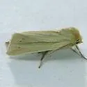 Neleucania praegracilis - Hodges#10613