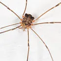 Nelima elegans - photo 2