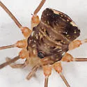 Nelima elegans - photo 3