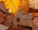 Nelima elegans - photo 4