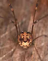 Nelima elegans - photo 5