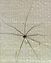 Nelima paessleri