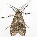 Little Carol's Wasp Moth - Hodges#8271 - photo 2