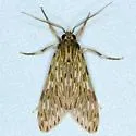 Little Carol's Wasp Moth - Hodges#8271 - photo 4