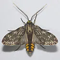 Little Carol's Wasp Moth - Hodges#8271 - photo 5