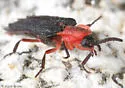 Nelsonphotus aridus - photo 3