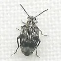 Neltumius arizonensis
