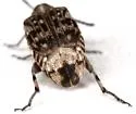 Neltumius arizonensis - photo 3