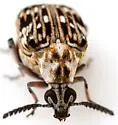 Neltumius arizonensis - photo 4