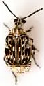 Neltumius arizonensis - photo 5