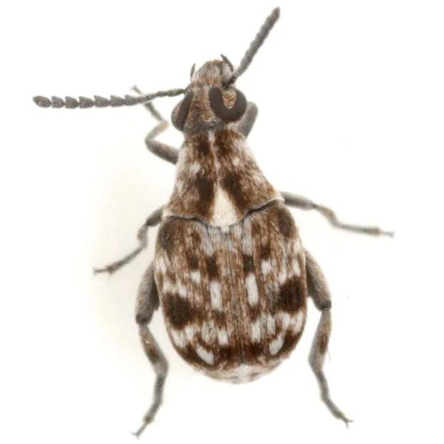 Snakewood Bruchid - photo 2