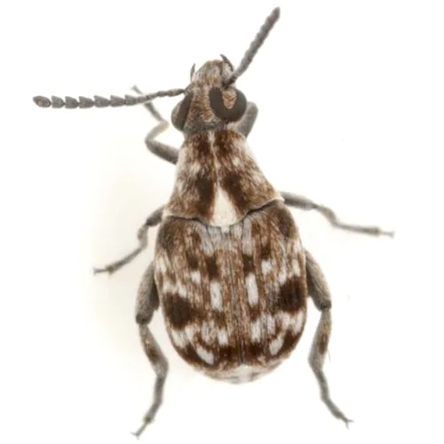 Snakewood Bruchid - photo 3