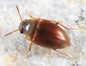 Nemadus hornii