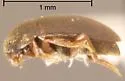 Nemadus pusio - photo 2