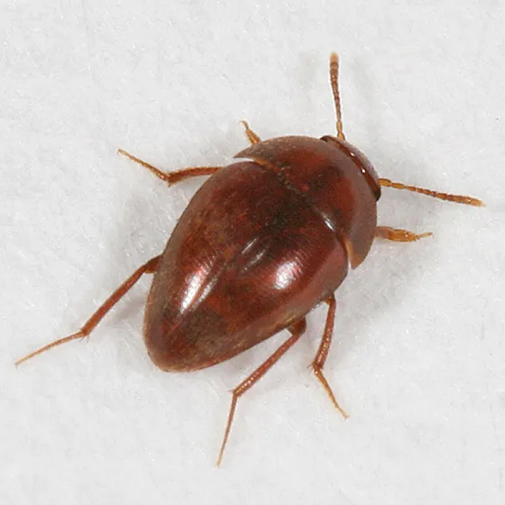 Nemadus triangulum - photo 2