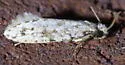Nemapogon acapnopennella - Hodges#0261