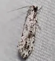Nemapogon acapnopennella - Hodges#0261 - photo 2