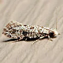 Nemapogon acapnopennella - Hodges#0261 - photo 3