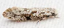 Nemapogon acapnopennella - Hodges#0261 - photo 4