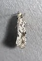 Nemapogon acapnopennella - Hodges#0261 - photo 5